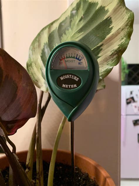 moisture meter pothos|how to water pothos.